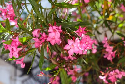 Laurier rose, entretien au printemps