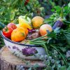 7 combinaisons de légumes qui détruisent votre potager