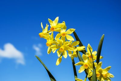 la différence entre Narcisses et jonquilles © esindeniz Envato