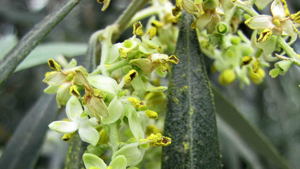L'olivier en fleurs.