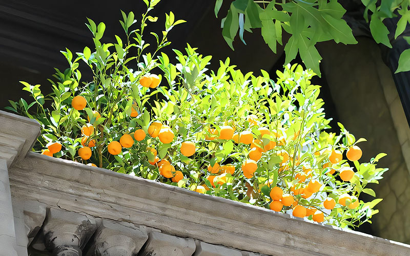 jeune oranger sur le balcon