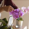 Rempotage Orchidée