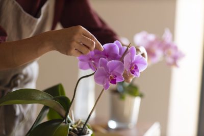 Rempotage Orchidée