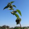 l’ortie est une plante précieuse