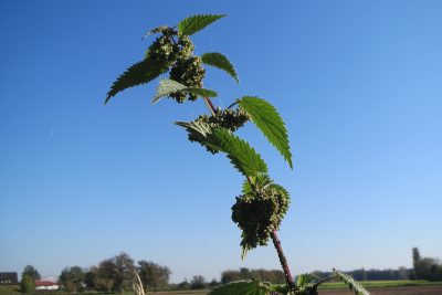 l’ortie est une plante précieuse