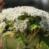 Plantes invasives interdites