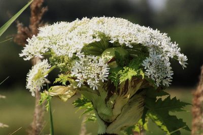 Plantes invasives interdites