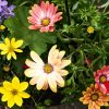 10 plantes inratables pour des massifs colorés © wirestock Envato
