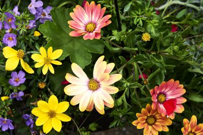 10 plantes inratables pour des massifs colorés © wirestock Envato