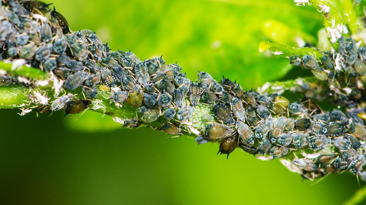 Invasion de pucerons noirs au jardin