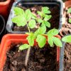 Terreau pour semis de tomate