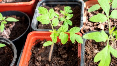 Terreau pour semis de tomate