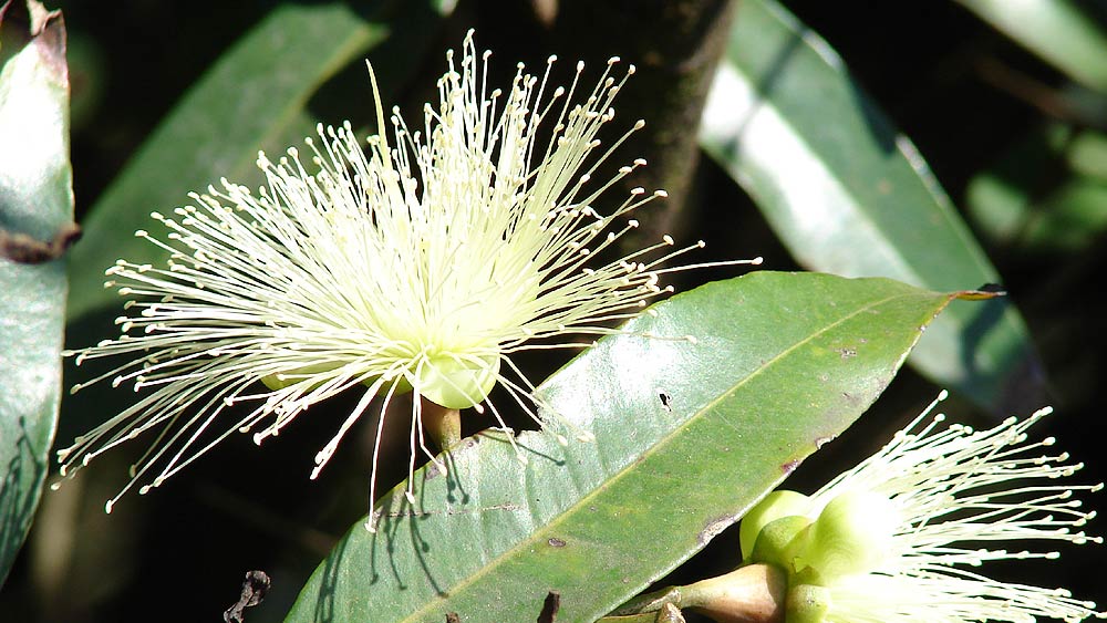 Le jamrosat, aussi appelé jambrosade, jambosier, jam-rose est une espèce de plantes à fleurs de la famille des Myrtacées.