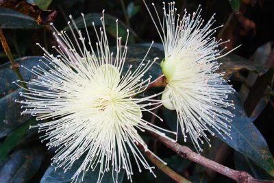 Syzygium jambos