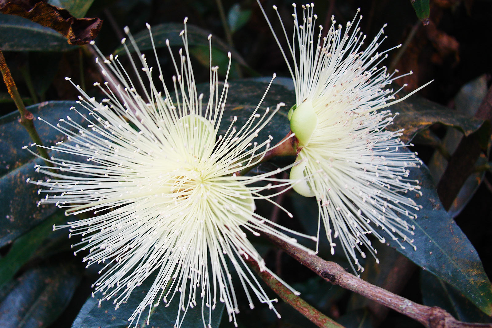 Syzygium jambos