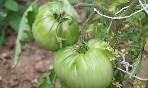 La tomate Coeur de boeuf