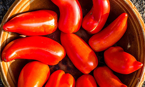 La tomate Cornue des Andes