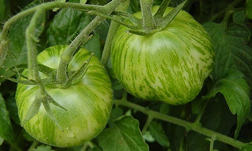 La tomate Green Zebra