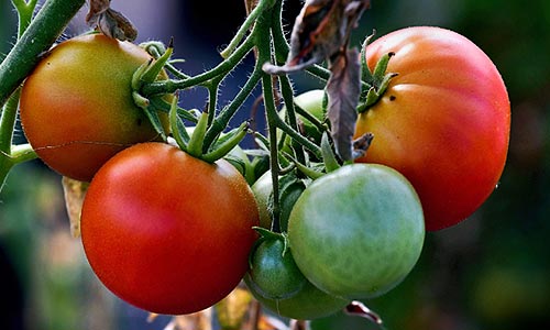La tomate Jaune Saint Vincent