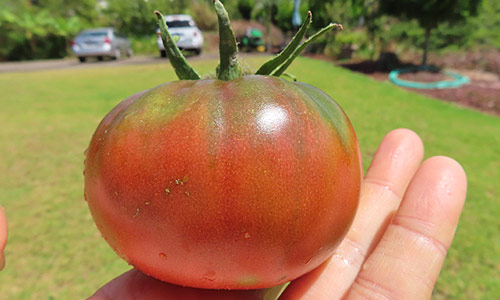 La tomate Noire de Crimée