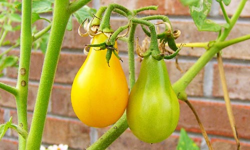 La tomate Poire jaune