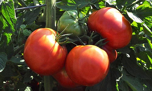 La tomate Rose de Berne