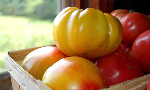 La tomate Striped German