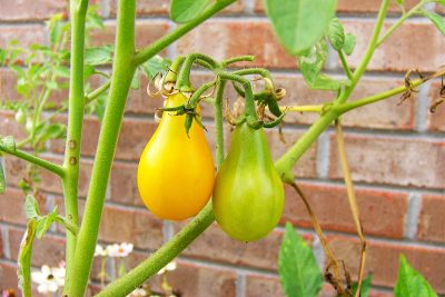 Tomates mi-saison : 8 variétés à semer en mars