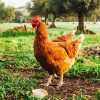amende si votre coq chante trop tôt