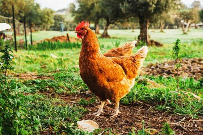 amende si votre coq chante trop tôt