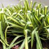 erreurs fatales qui tuent votre yucca ©