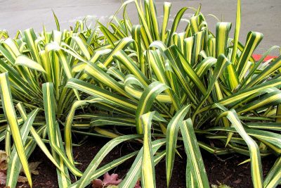 erreurs fatales qui tuent votre yucca ©