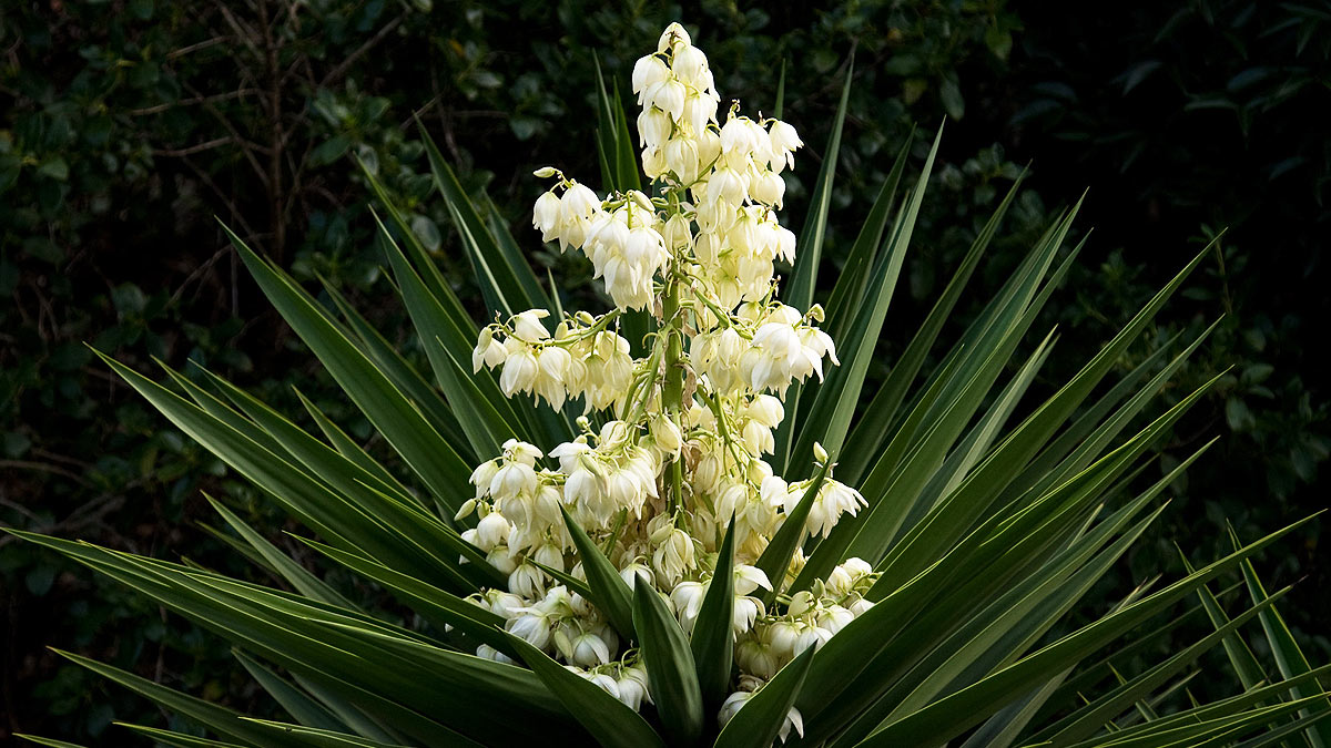 yucca en fleurs et en bonne santé