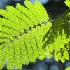 Variété d'Albizia