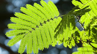 Variété d'Albizia