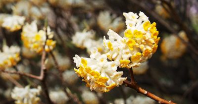 Edgeworthia Chrysantha