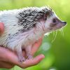 Hérissons sortent d'hibernation