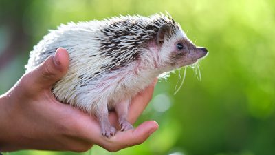 Hérissons sortent d'hibernation