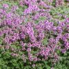 Plantes couvre-sol