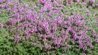 Plantes couvre-sol