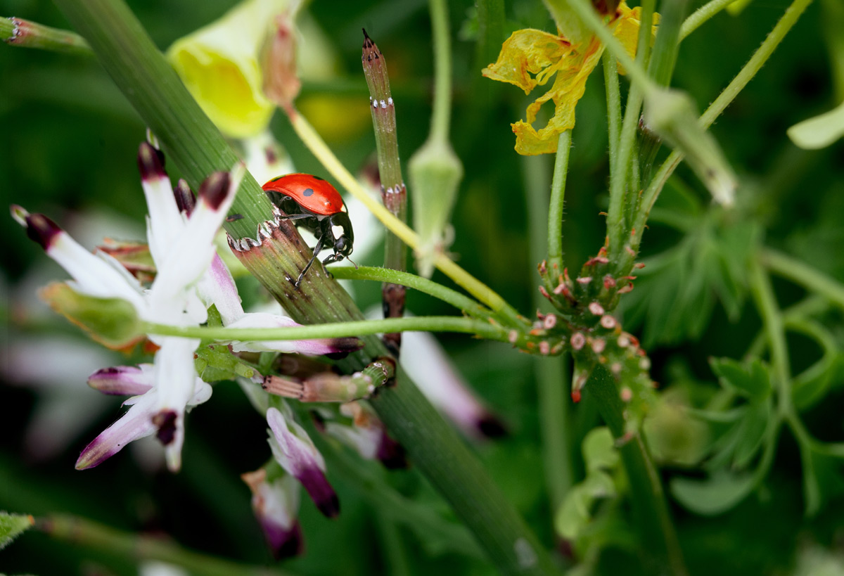 Coccinelle