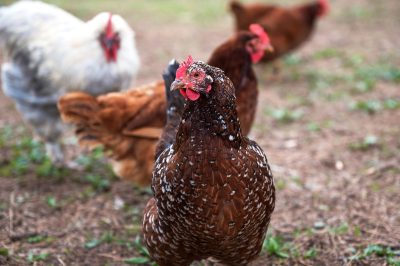 Comportement des poules