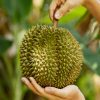 durian
