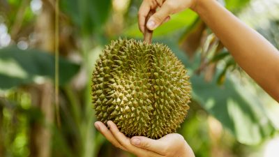 durian