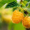 Cultivez des framboises jaunes