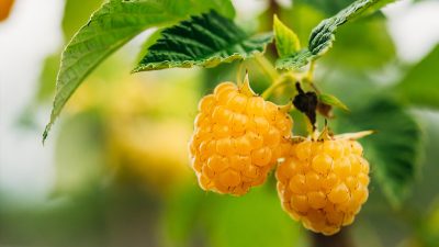 Cultivez des framboises jaunes