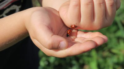 Éveil à la biodiversité, pédagogie par la nature
