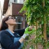 Guider vos plantes grimpantes