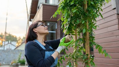 Guider vos plantes grimpantes