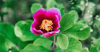 Plantes vivaces, les fleurs